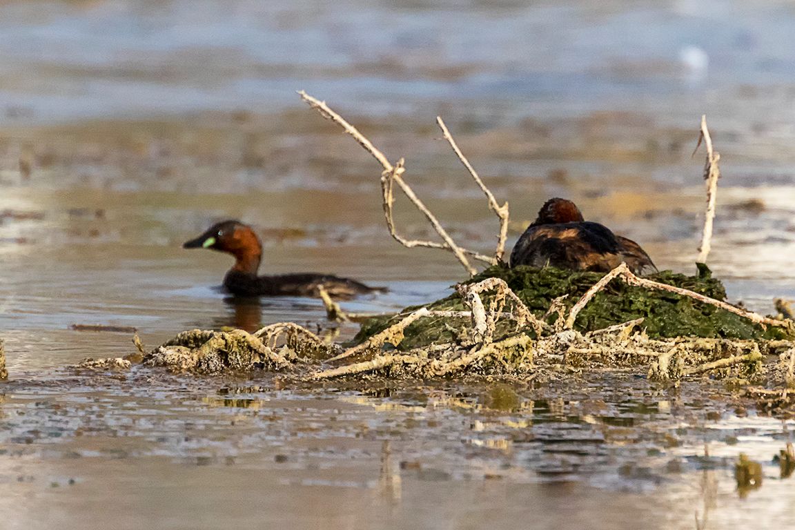 Zampullín chico en el nido