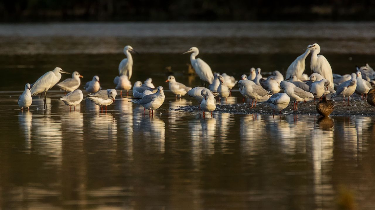 Garcetas comunes y gaviotas reidoras