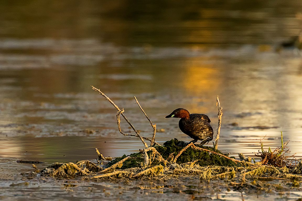 Zampullín chico en el nido