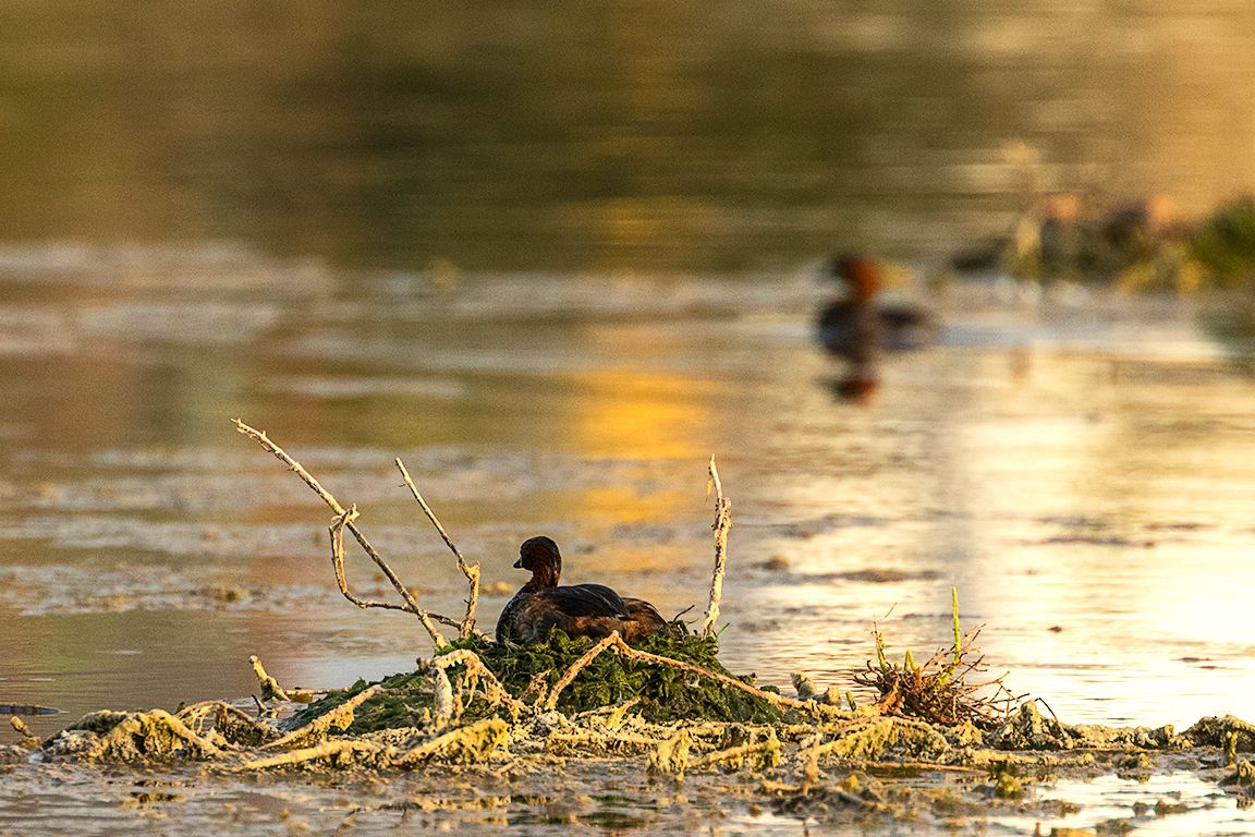 Zampullín chico en el nido