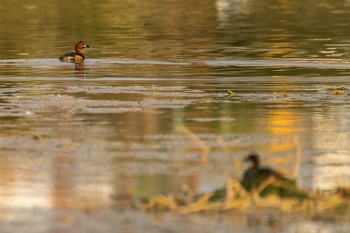 Zampullín chico en el nido