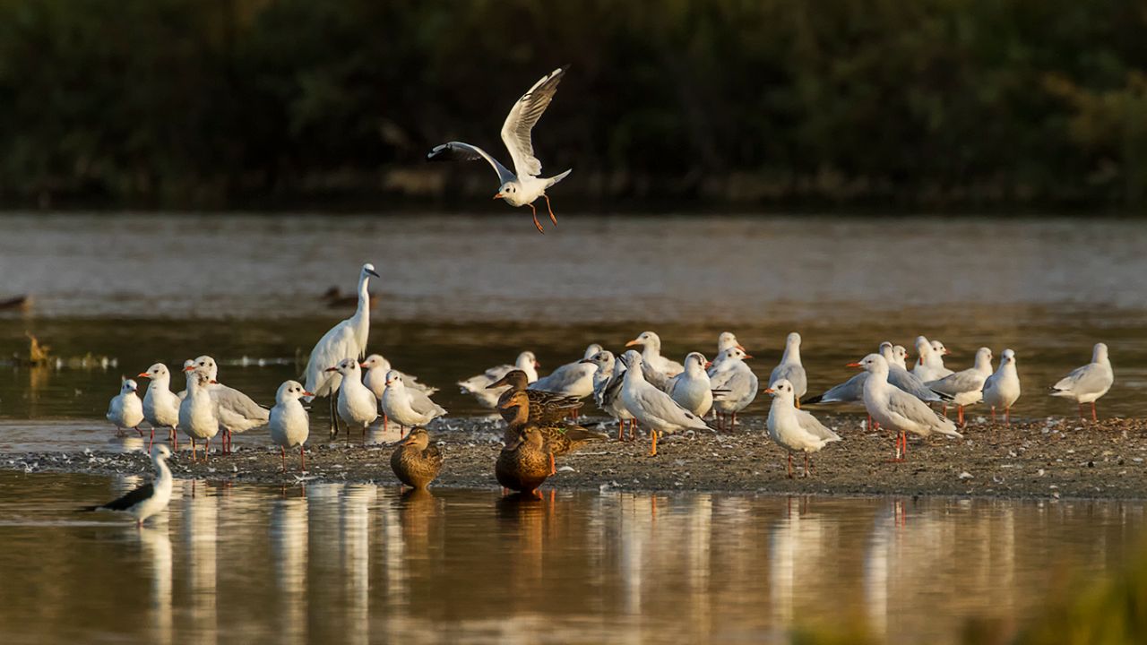 Gaviotas reidoras