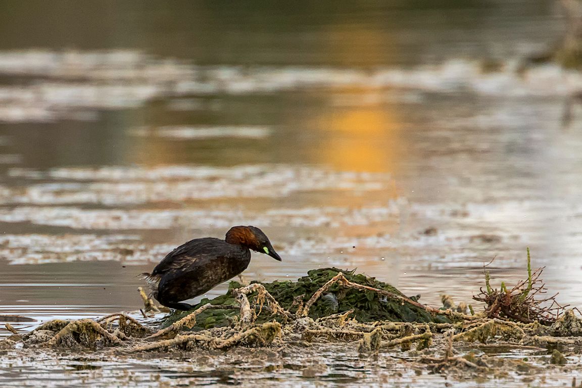 Zampullín chico en el nido