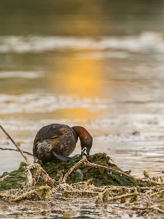 Zampullín chico en el nido