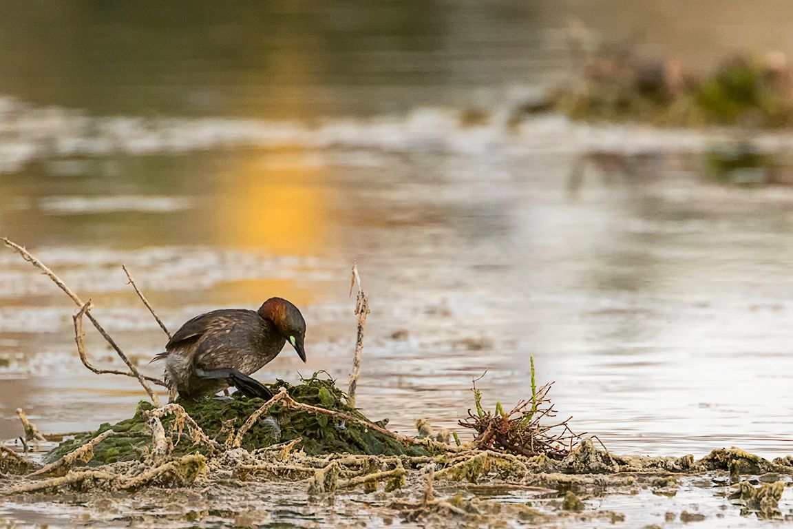 Zampullín chico en el nido