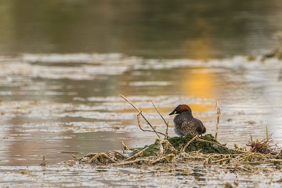 Zampullín chico en el nido