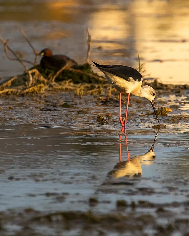 Cigüeñuela y zampullín chico