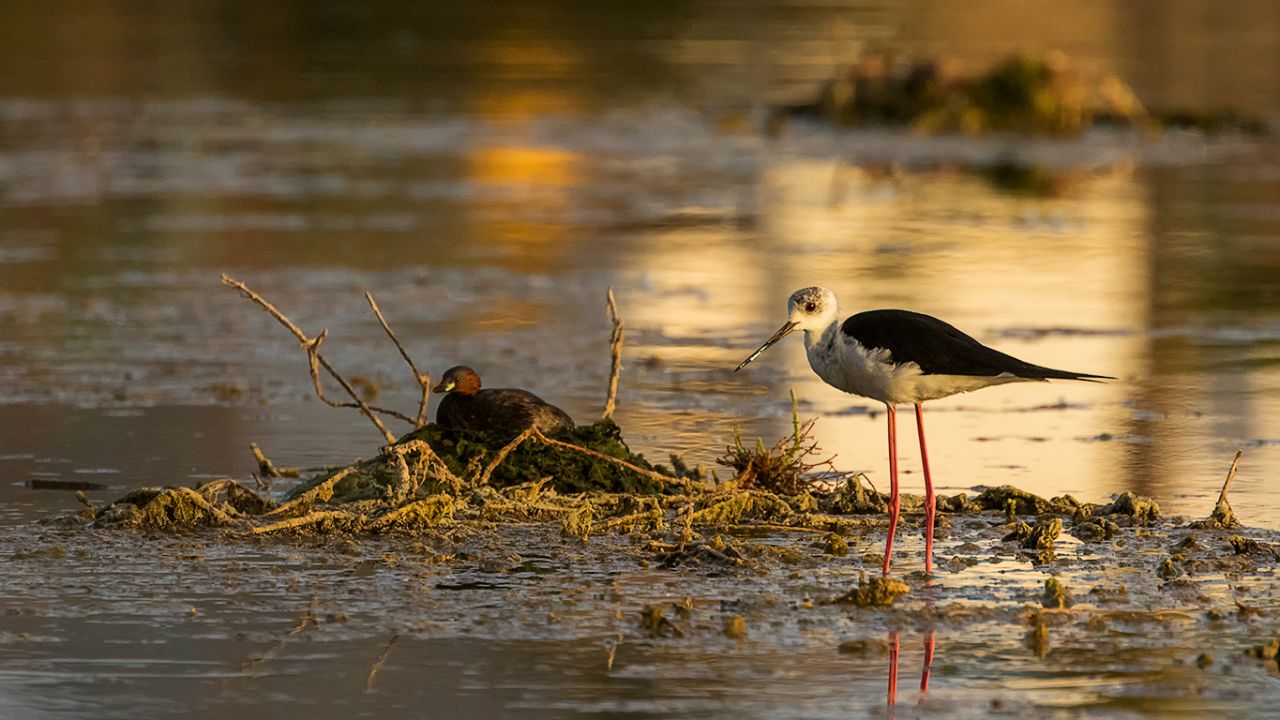 Cigüeñuela y zampullín chico