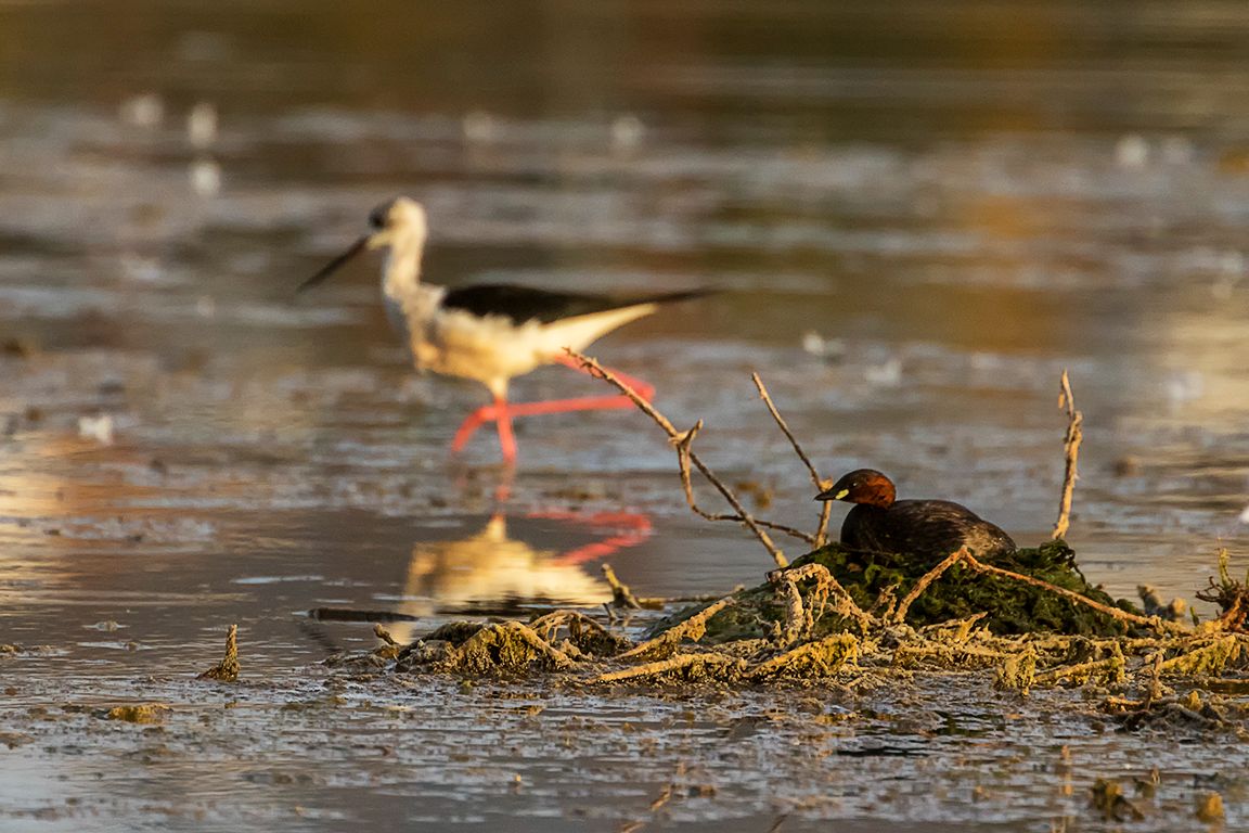Cigüeñuela y zampullín chico