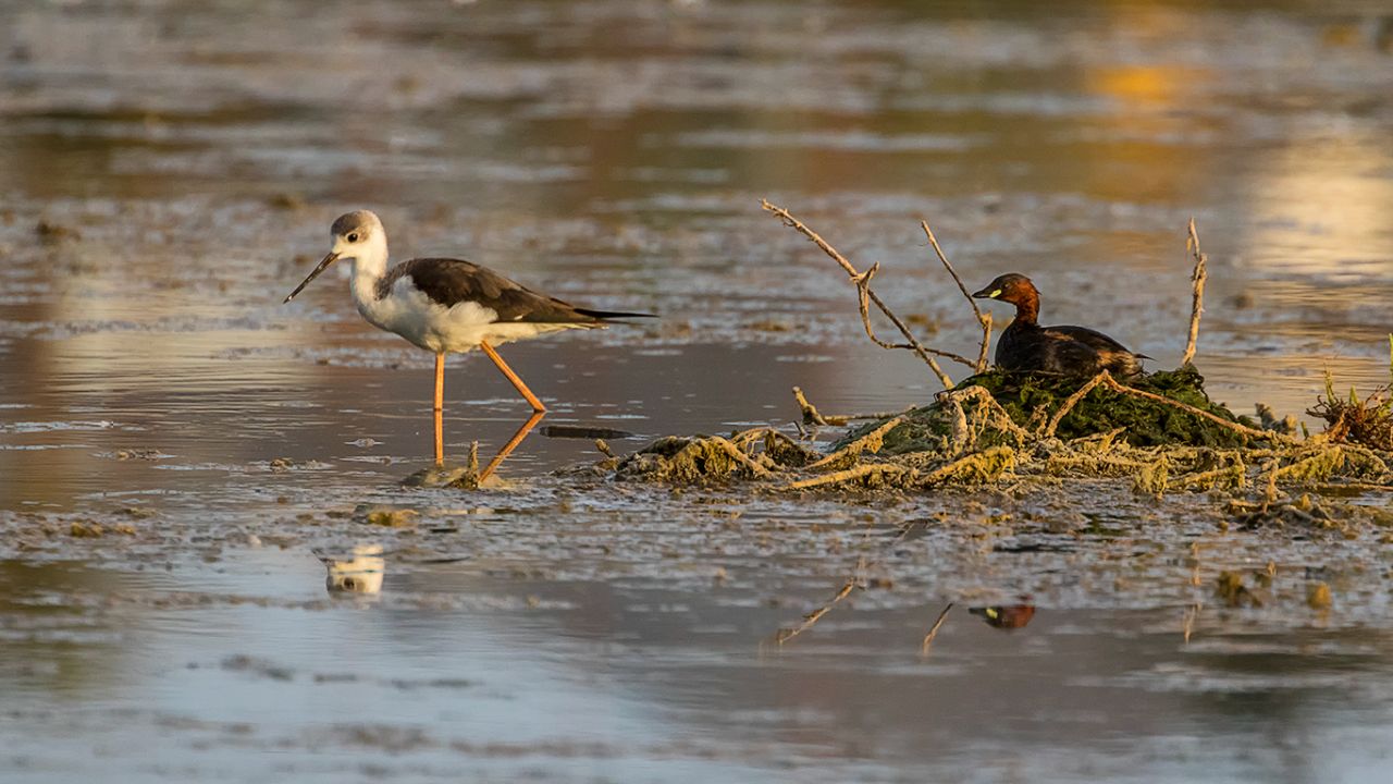 Cigüeñuela y zampullín chico