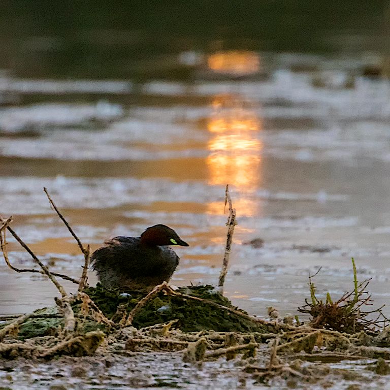 Zampullín chico en el nido
