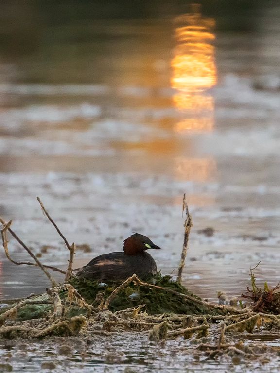 Zampullín chico en el nido