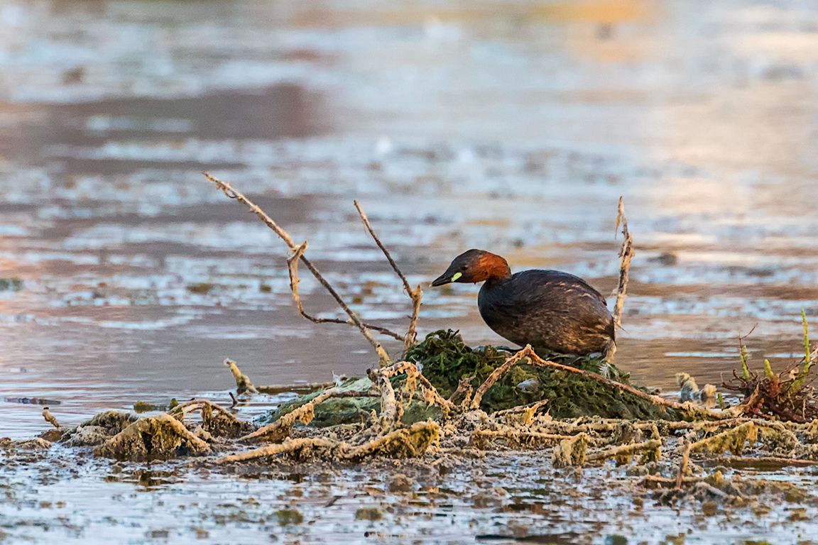 Zampullín chico en el nido