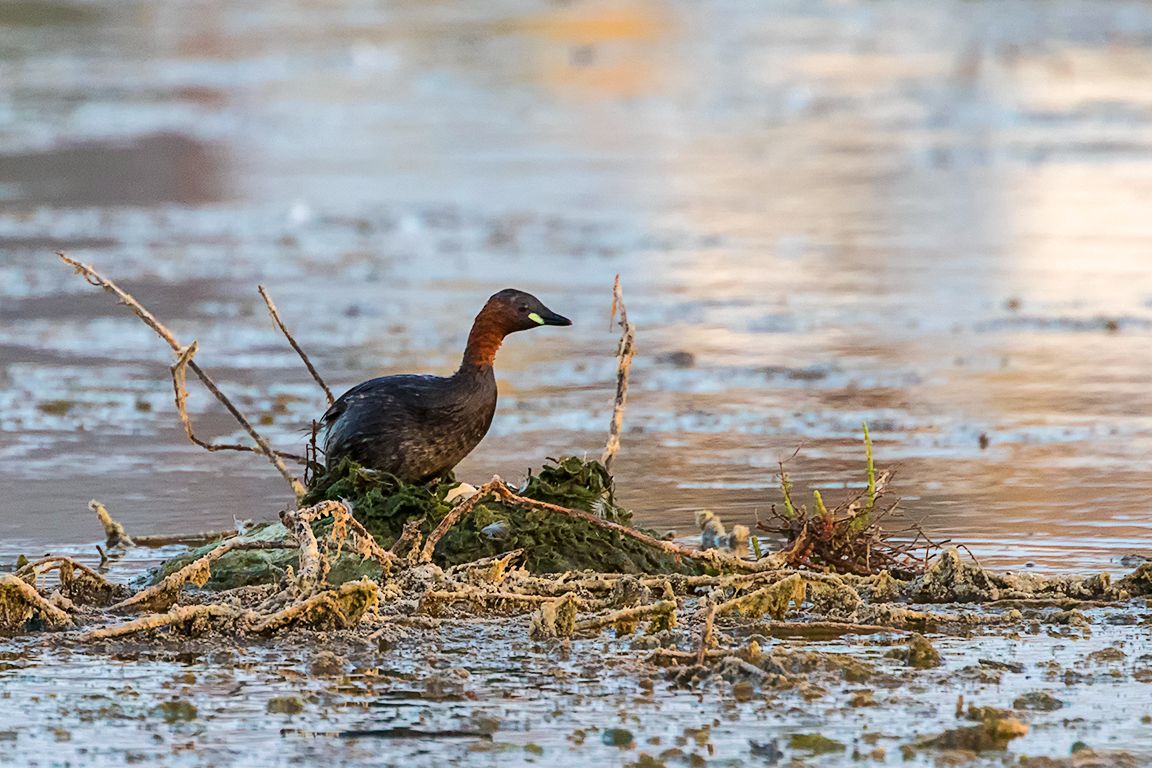 Zampullín chico en el nido