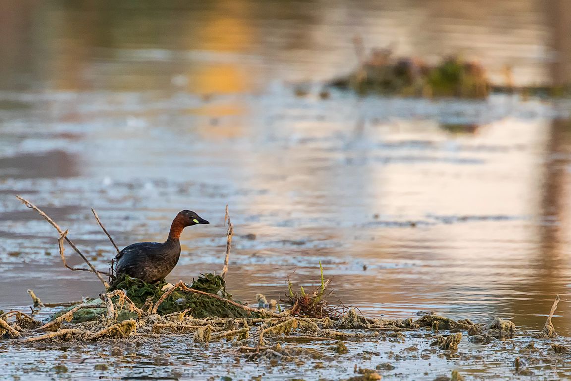 Zampullín chico en el nido