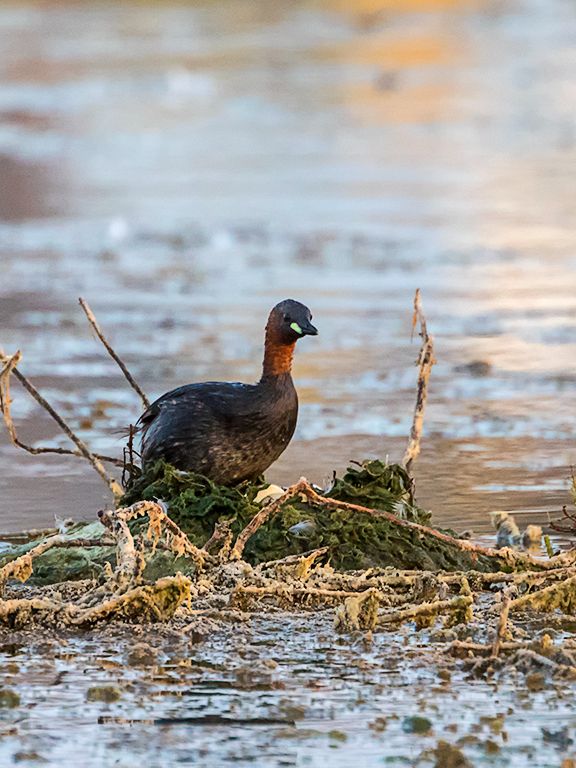 Zampullín chico en el nido