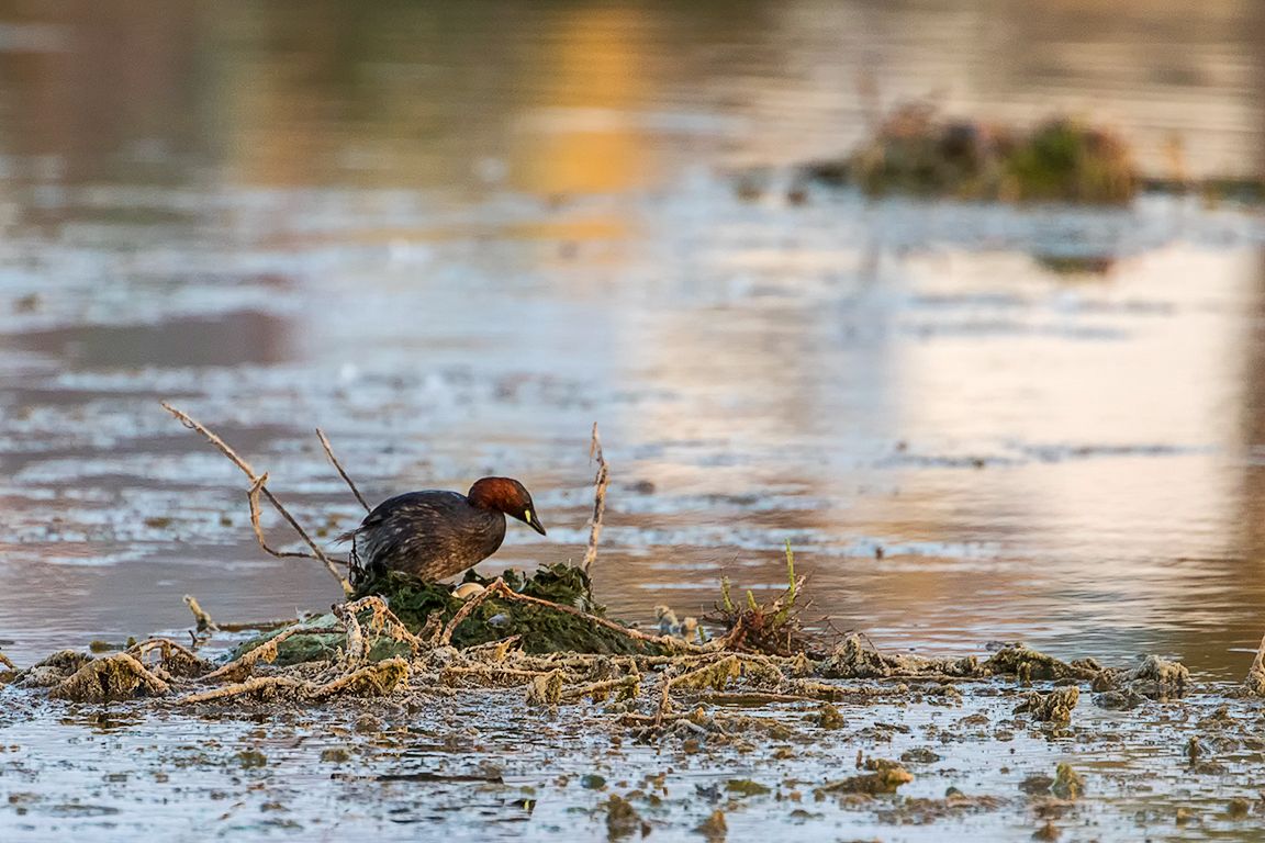 Zampullín chico en el nido