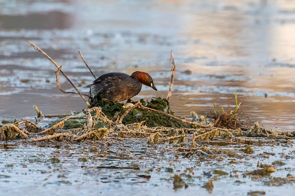 Zampullín chico en el nido
