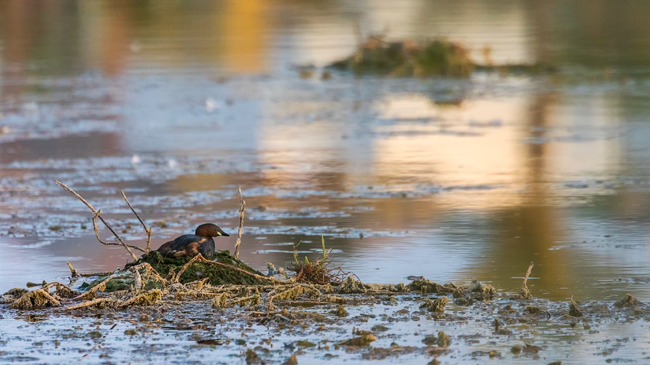 Zampullín chico en el nido
