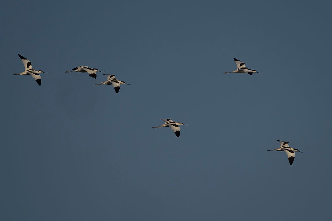 Bando de avocetas