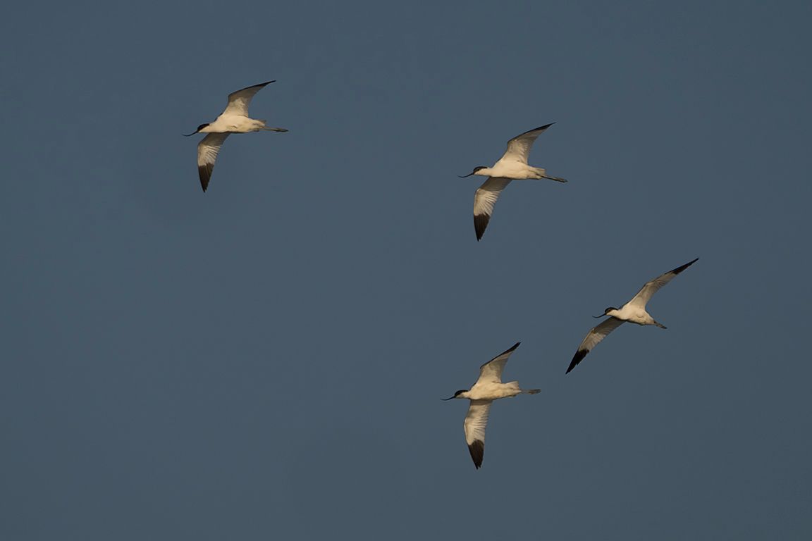 Bando de avocetas