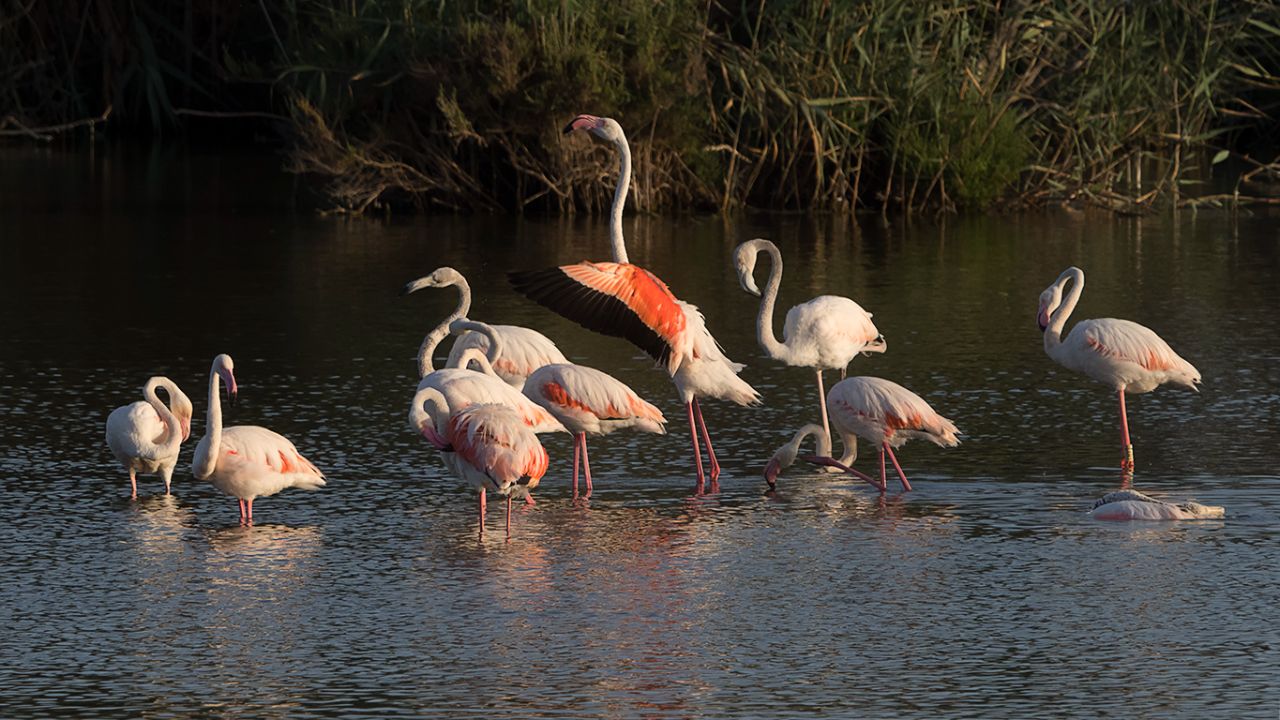 Flamencos