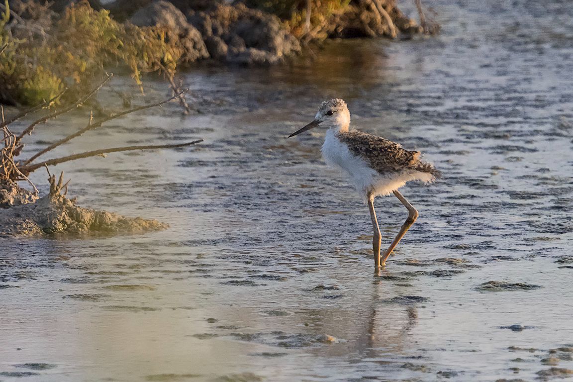 Pollo de cigüeñuela