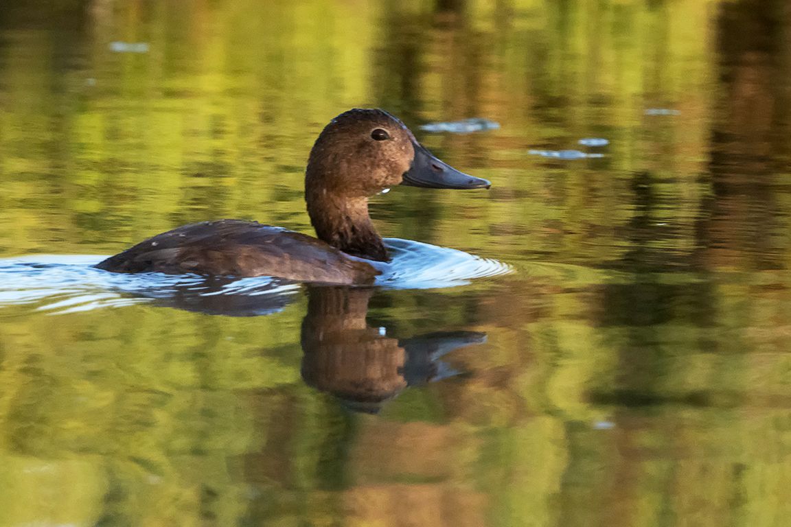 Hembra de porrón común