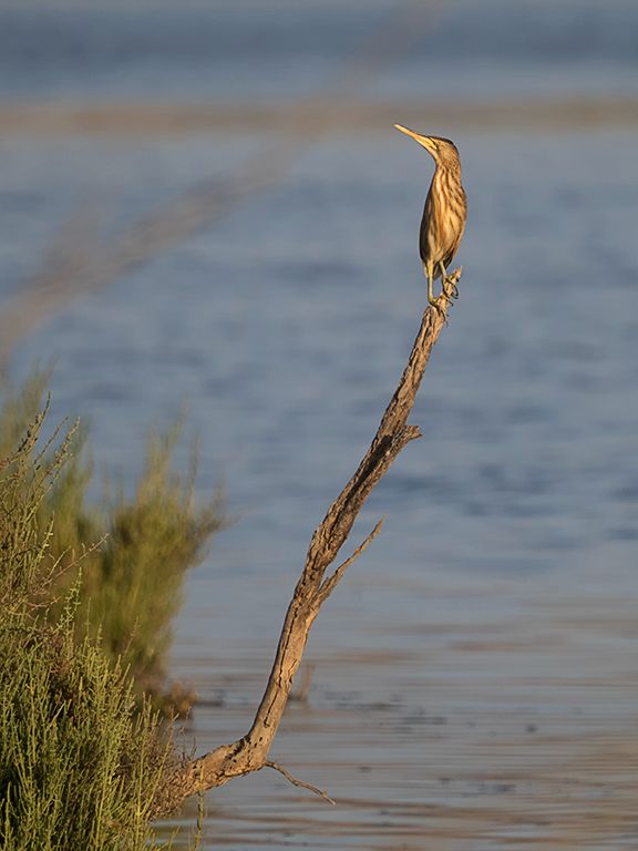 Hembra de avetorillo