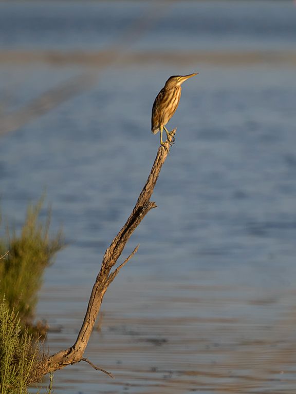 Hembra de avetorillo