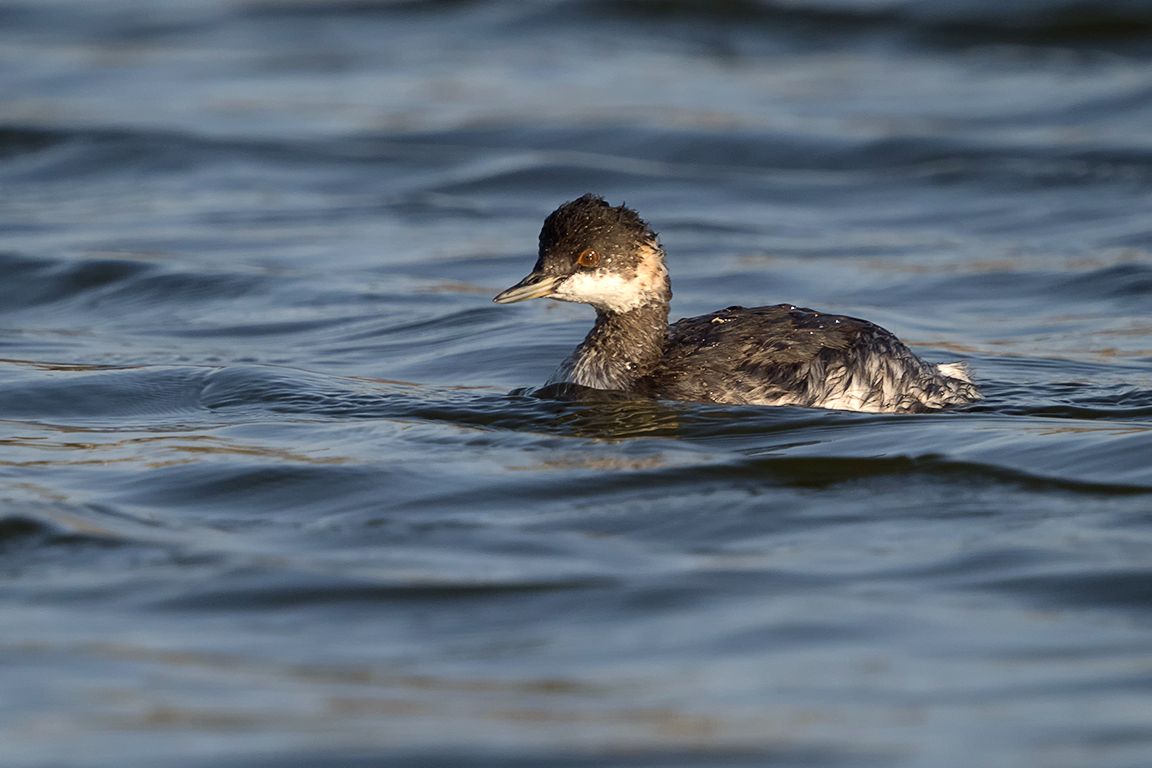 Zampullín cuellinegro