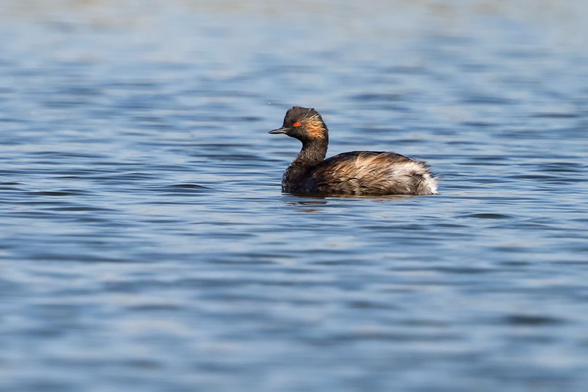 Zampullín cuellinegro