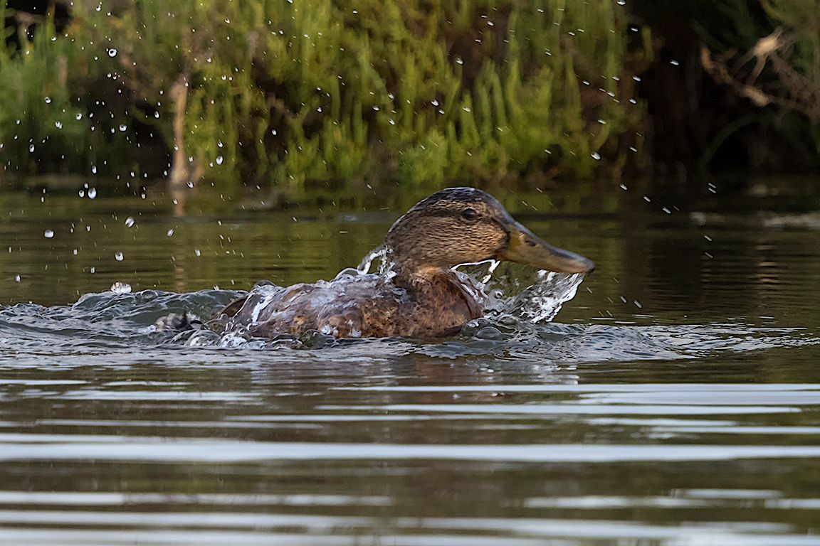 Hembra de ánade real