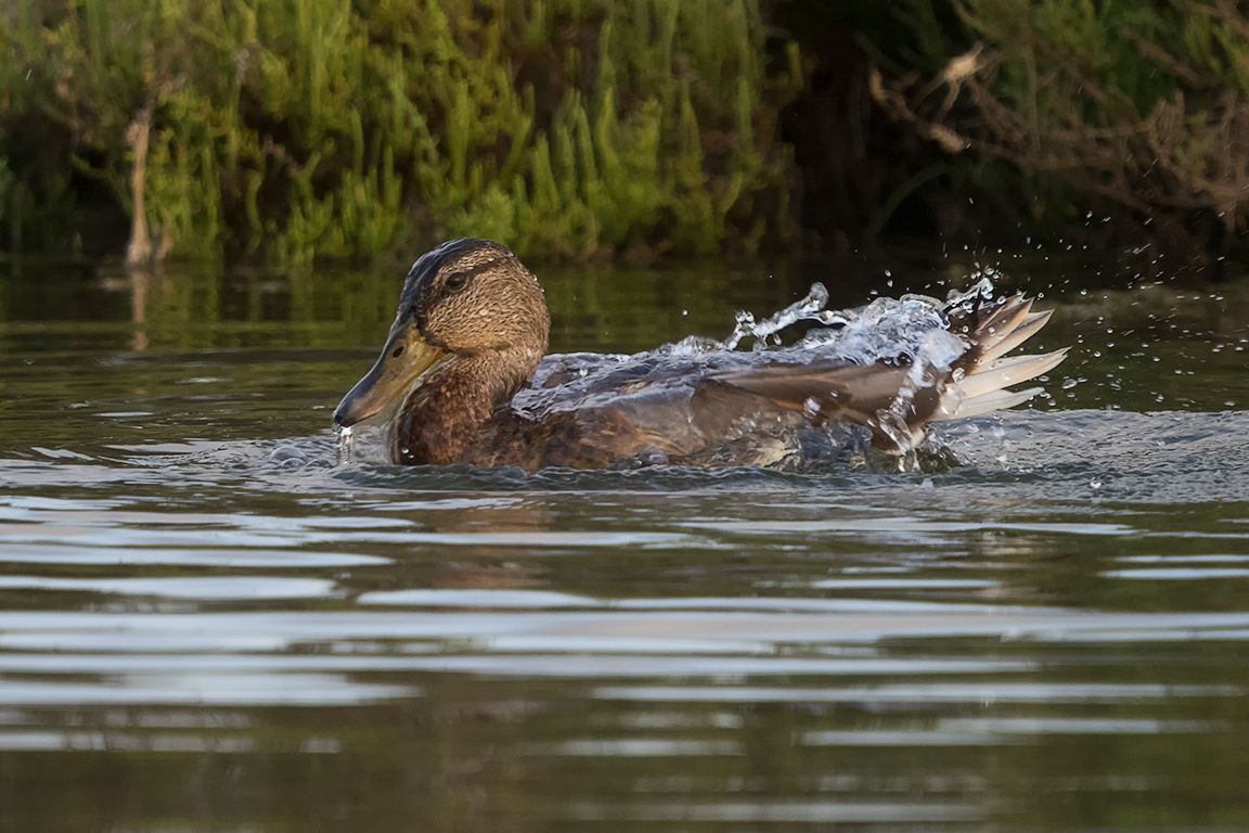 Hembra de ánade real