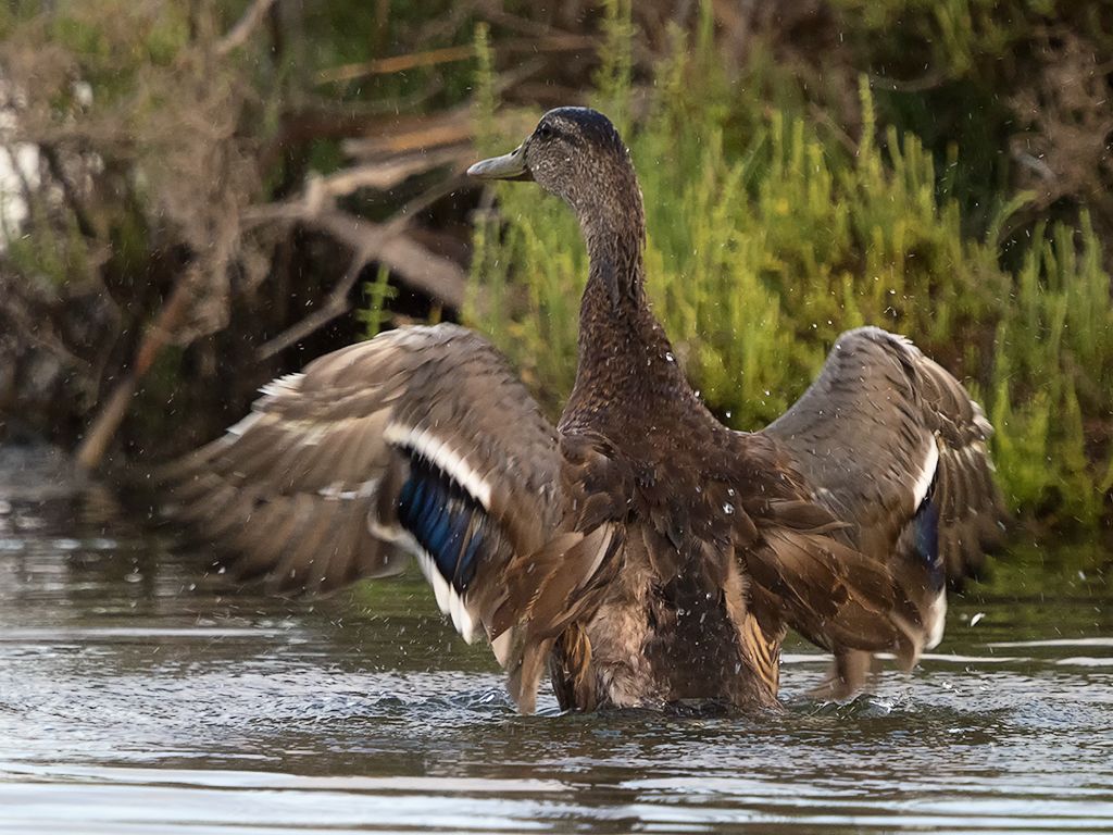 Hembra de ánade real