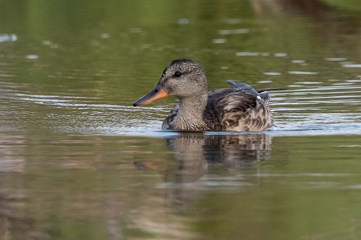 Hembra de ánade real