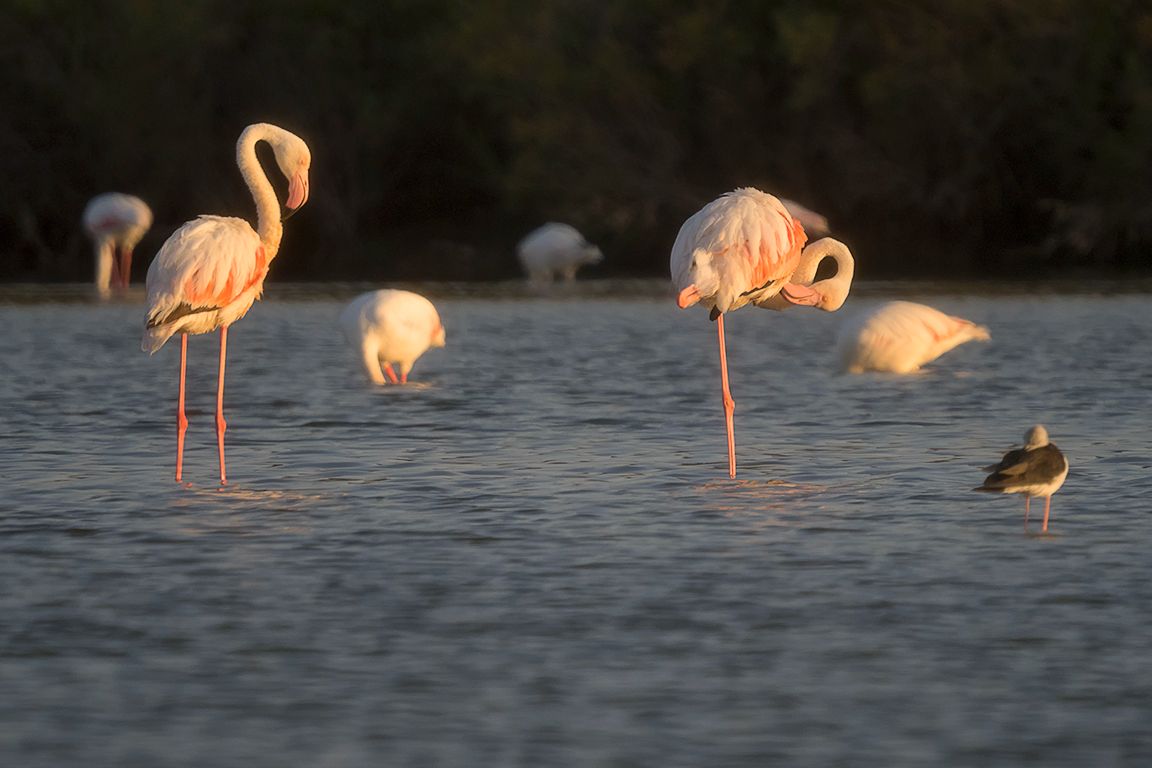Flamencos