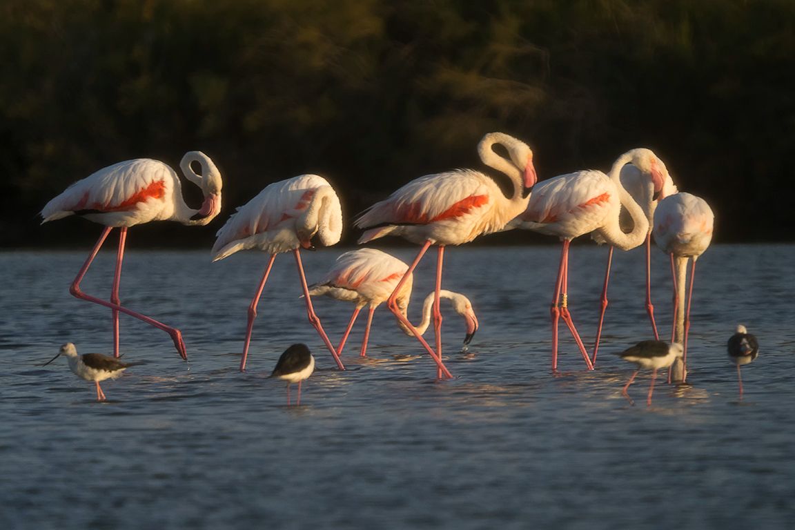 Flamencos