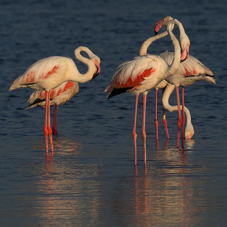 Flamencos