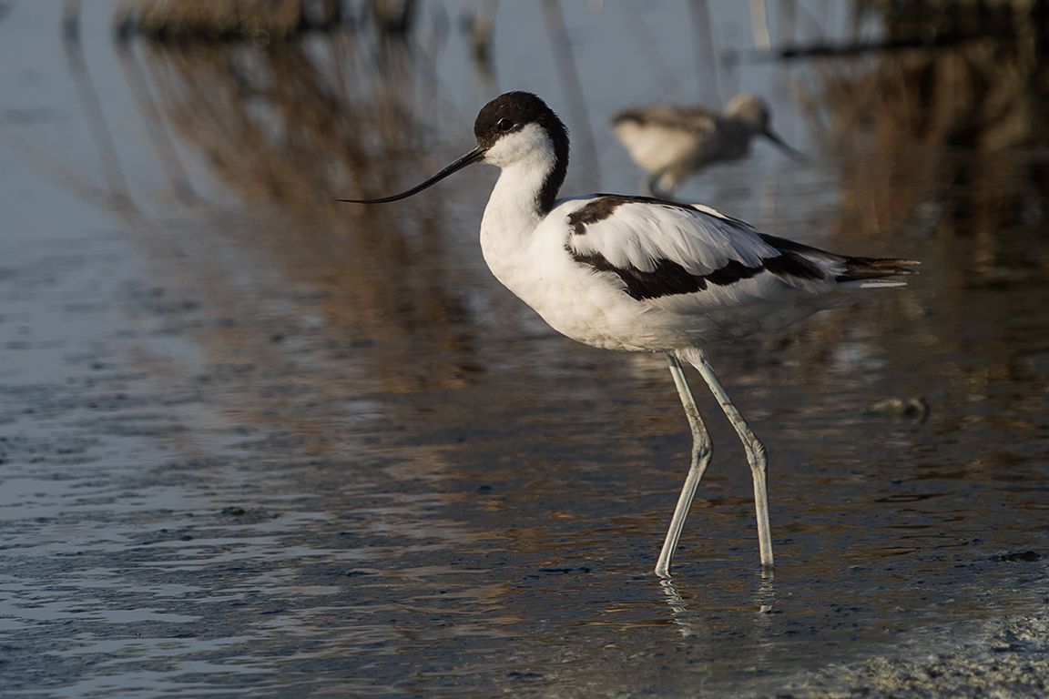 Avoceta