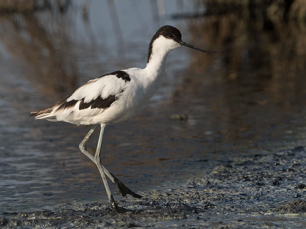 Avoceta