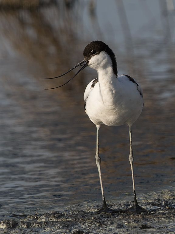 Avoceta