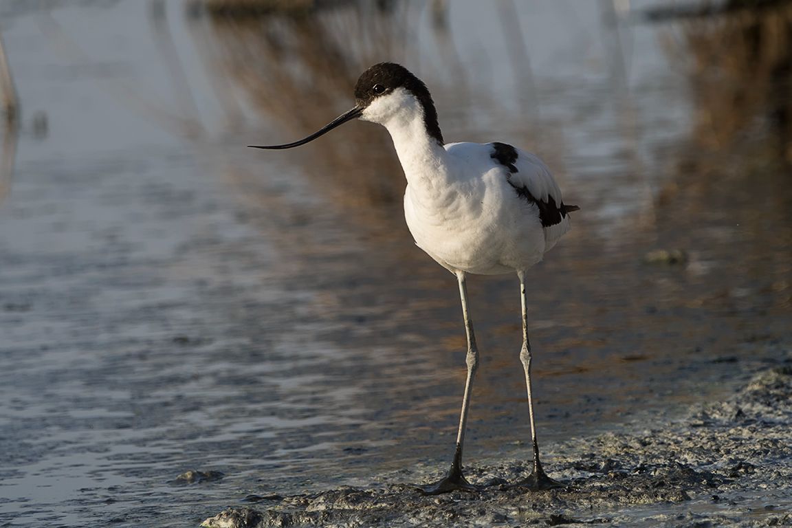 Avoceta