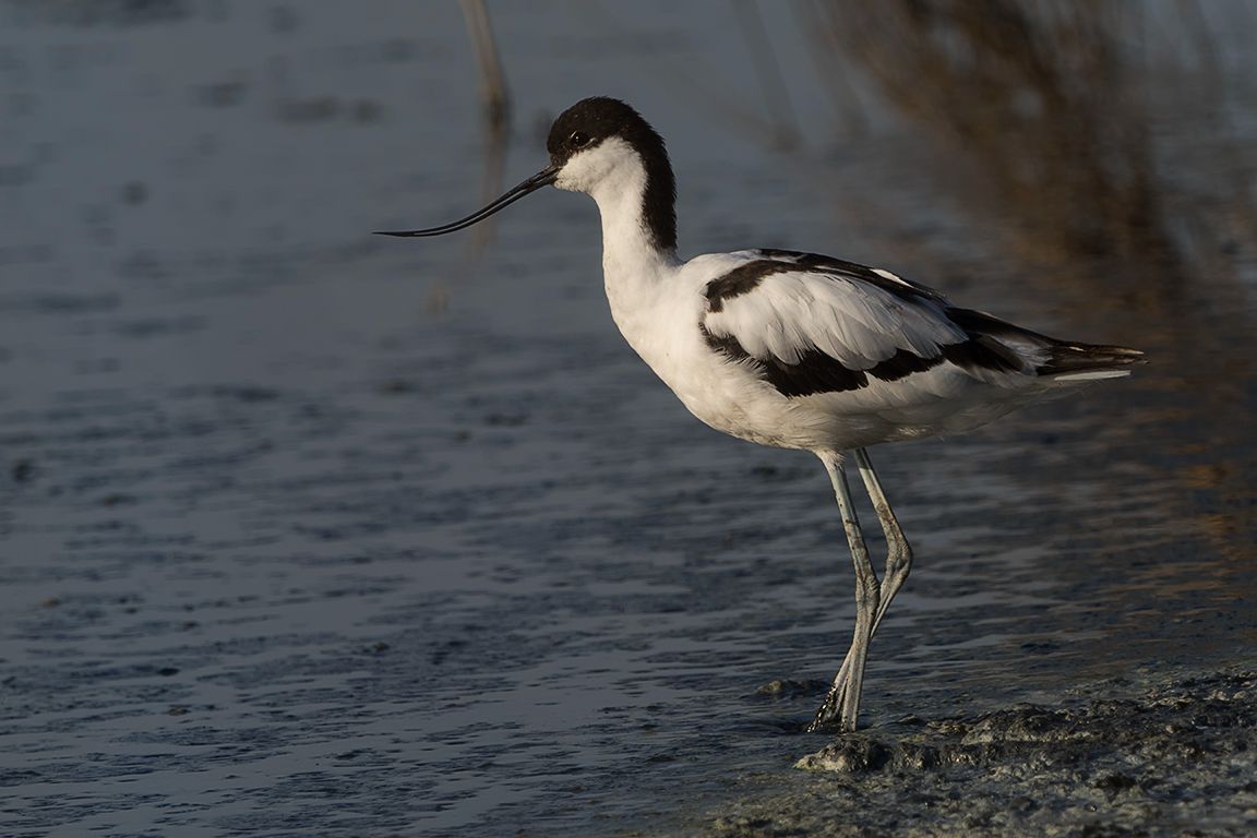 Avoceta