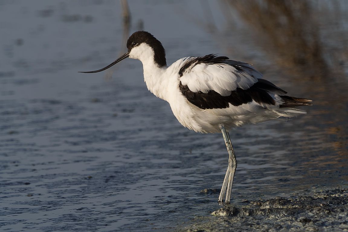 Avoceta