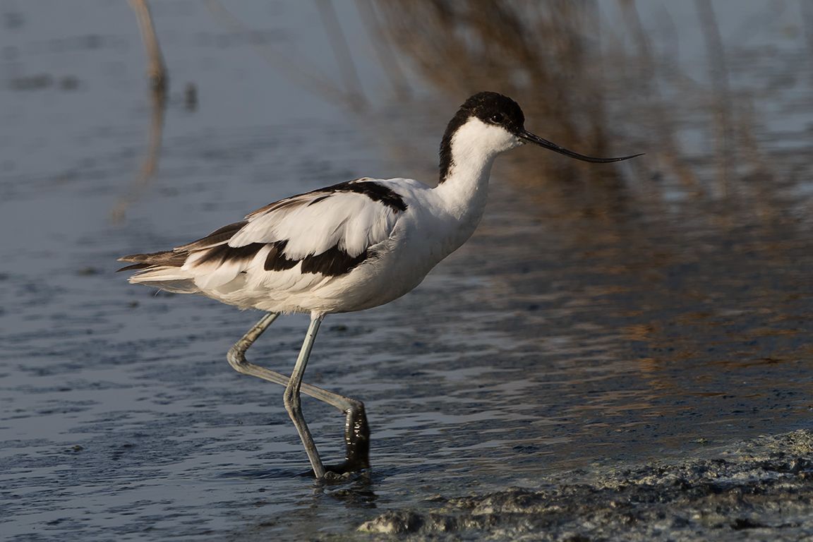 Avoceta