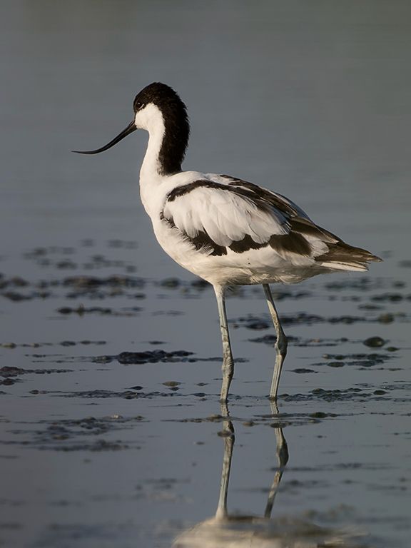 Avoceta 