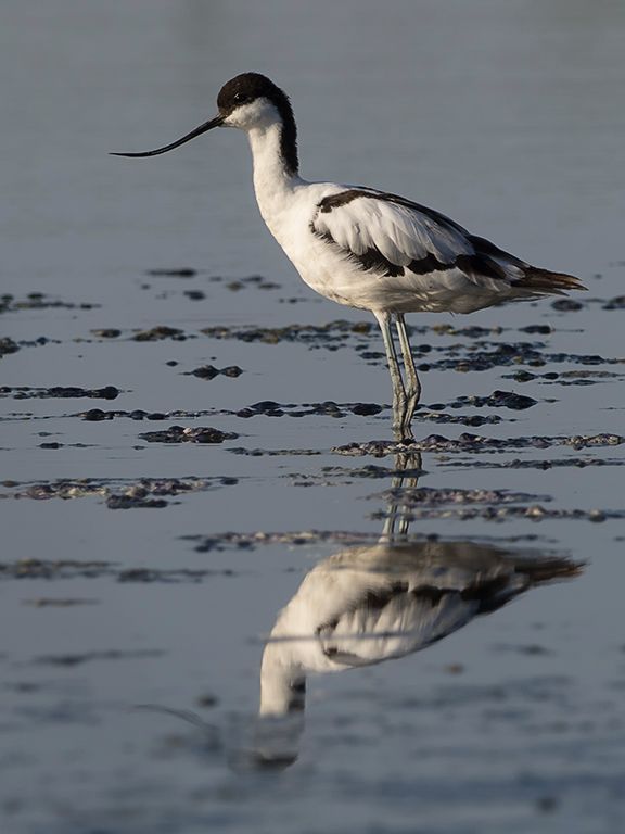 Avoceta 