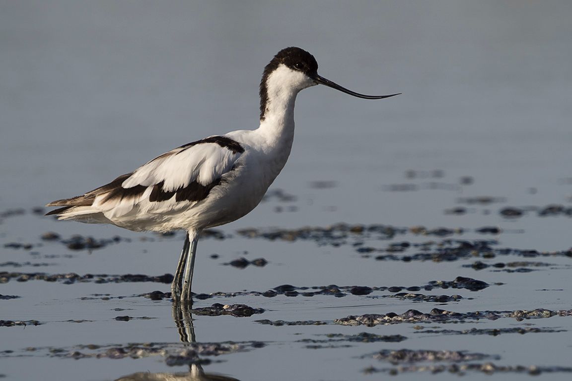 Avoceta 