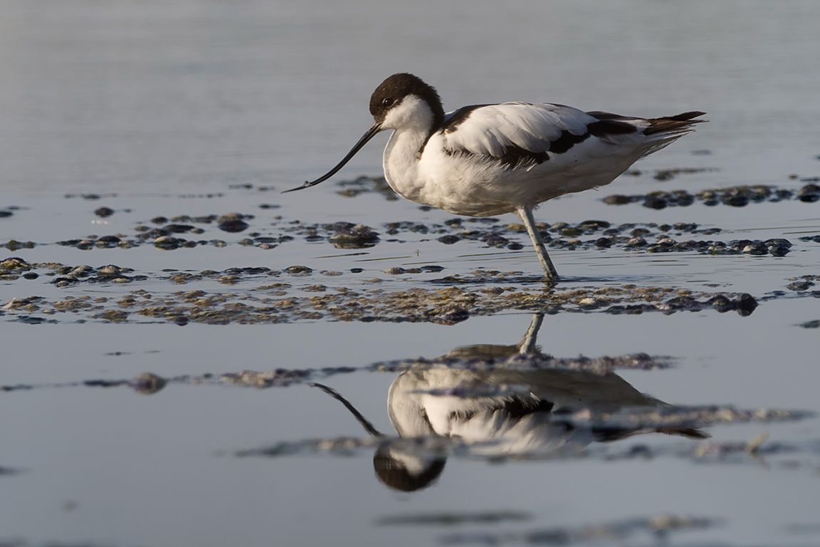 Avoceta 